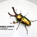 Wonderfull beetle world