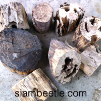 Case decorate wood ไม้ผุสำหรับตกแต่งตู้เลี้ยง (600-700กรัม/ถุง)