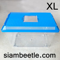 กล่องเลี้ยงด้วง Beetle case เบอร์ XL