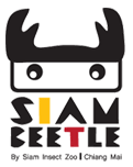 Siambeetle forum